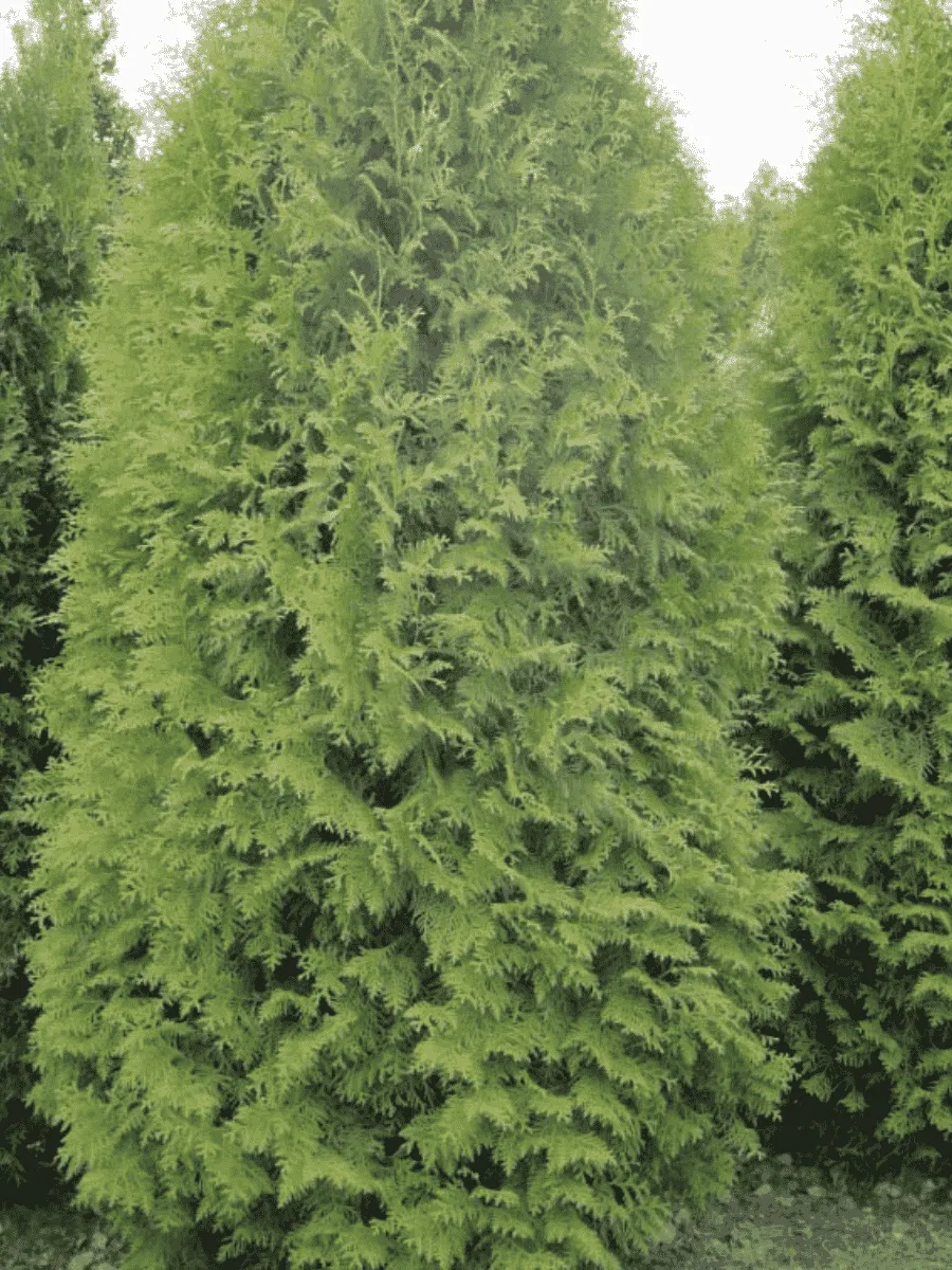Туя западная Pyramidalis Compacta