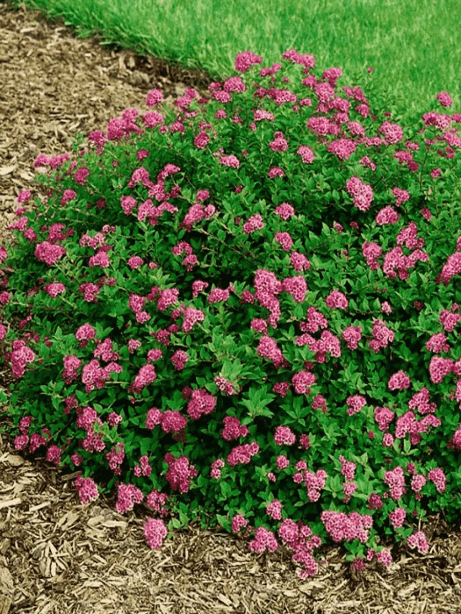 Спирея японская Nana