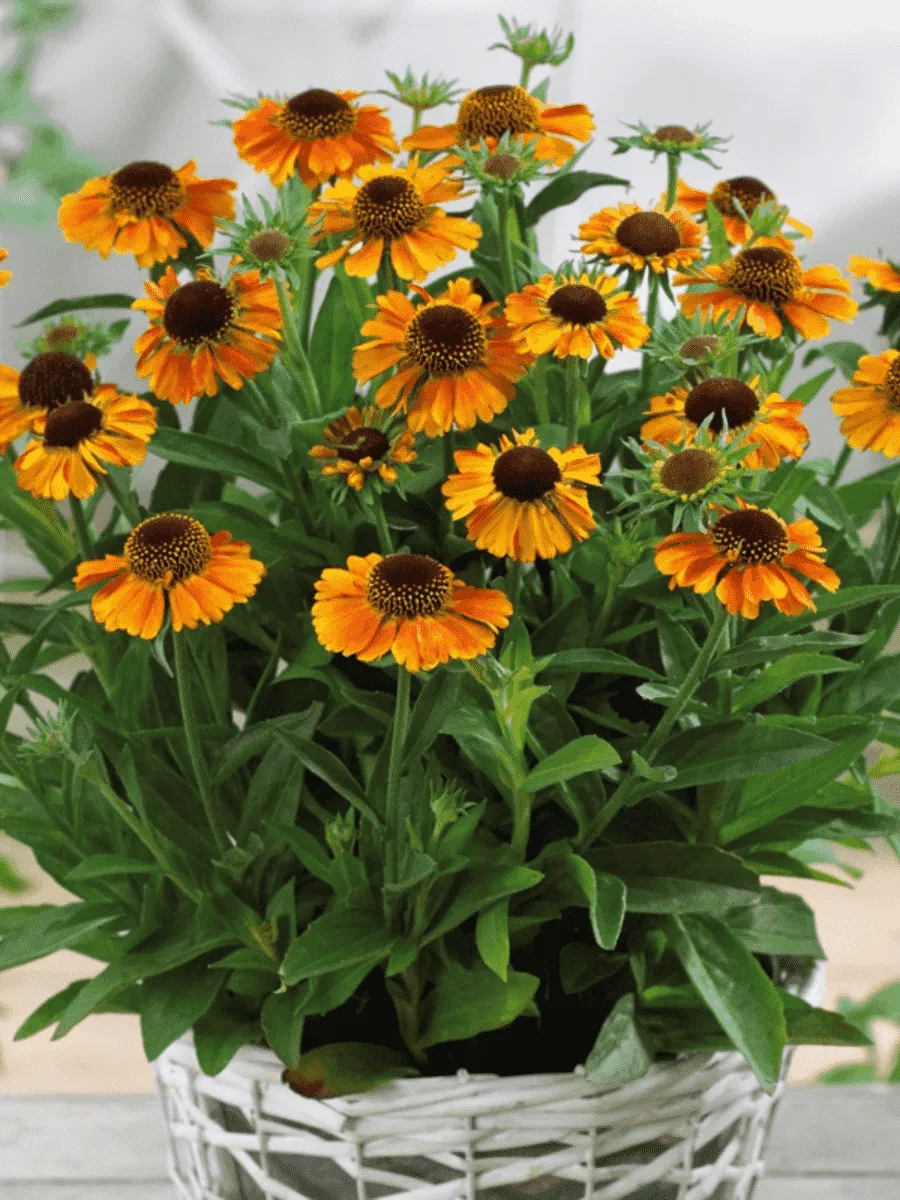 Гелениум гибридный Short and Sassy