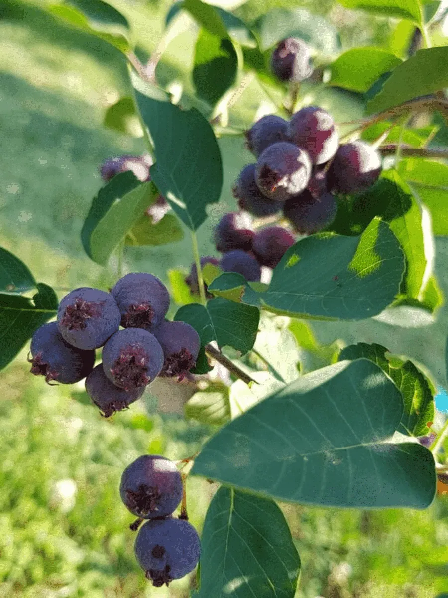 Ирга ольхолистная Honeywood