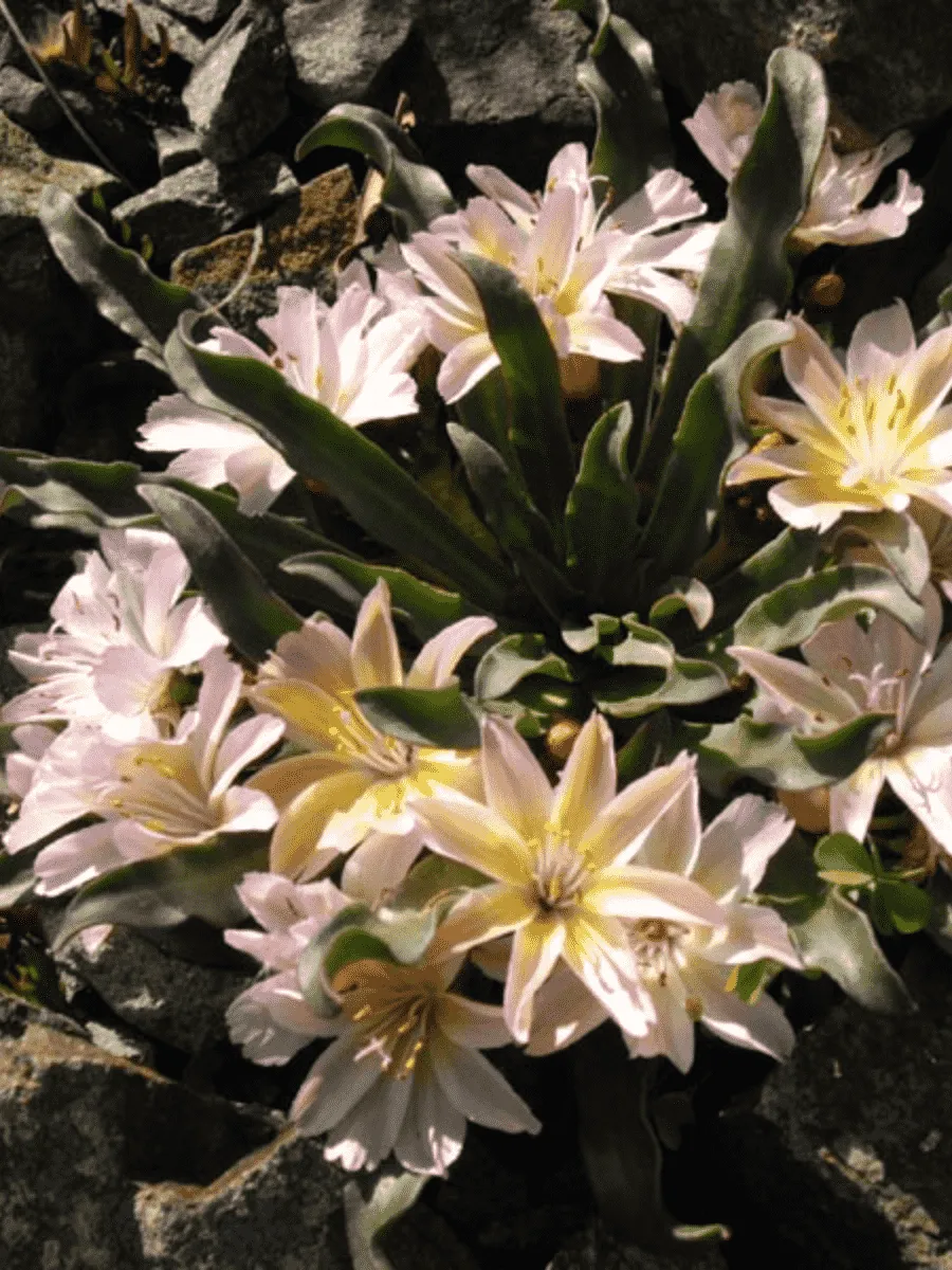 Левизия длиннолепестковая Little Peach