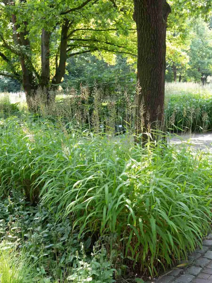 Серобородник сибирский