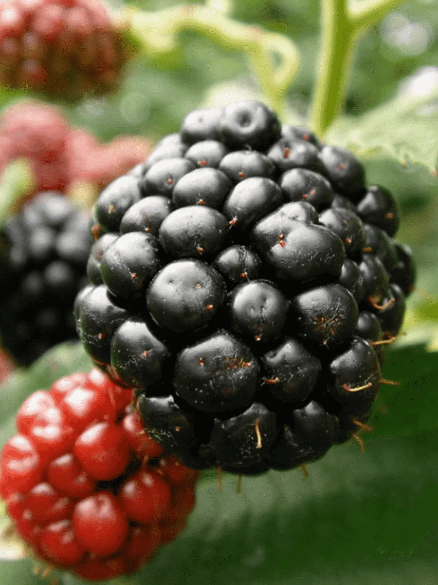 Ежевика садовая Гималаи