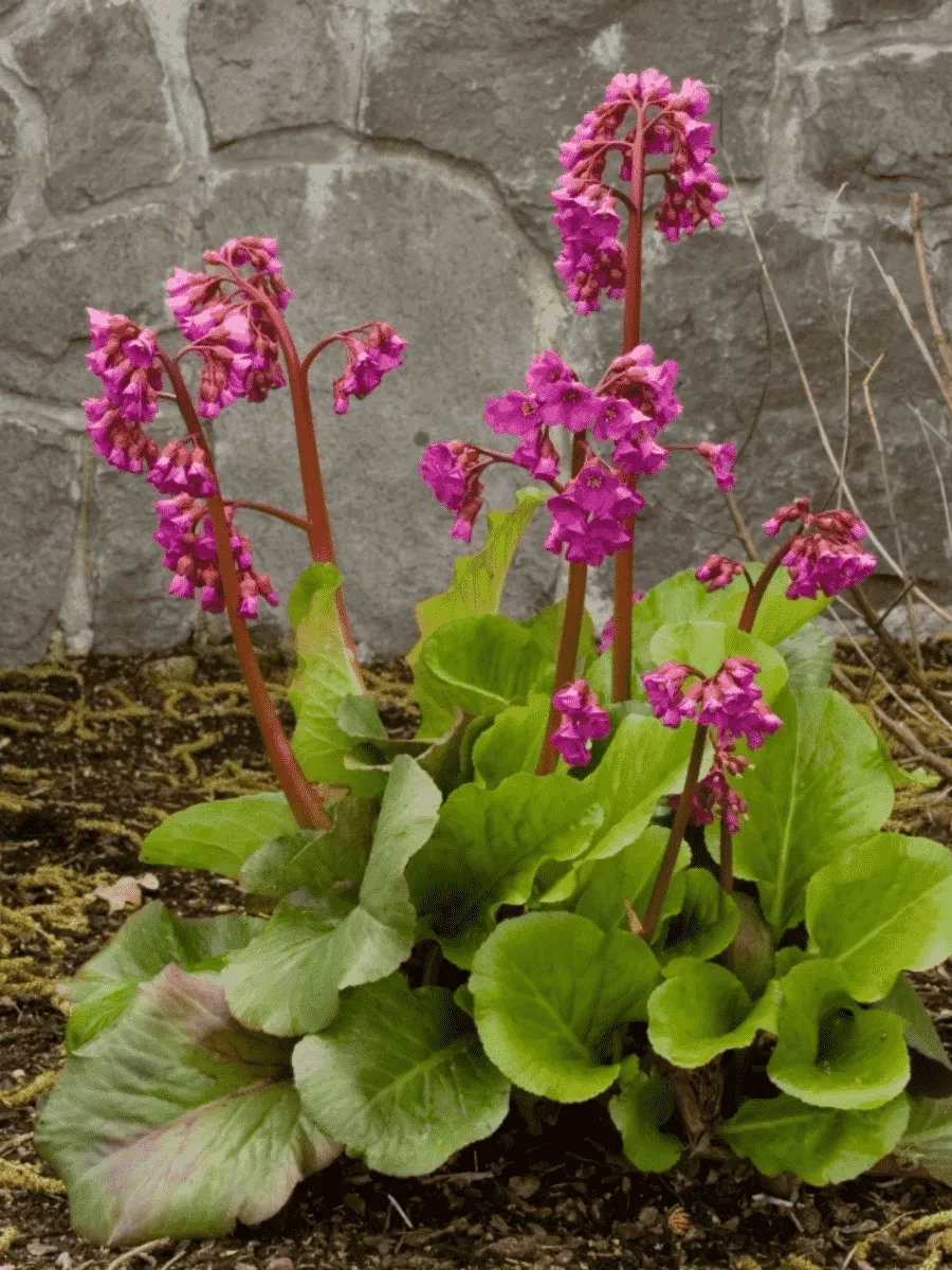 Бадан гибридный Abendglut