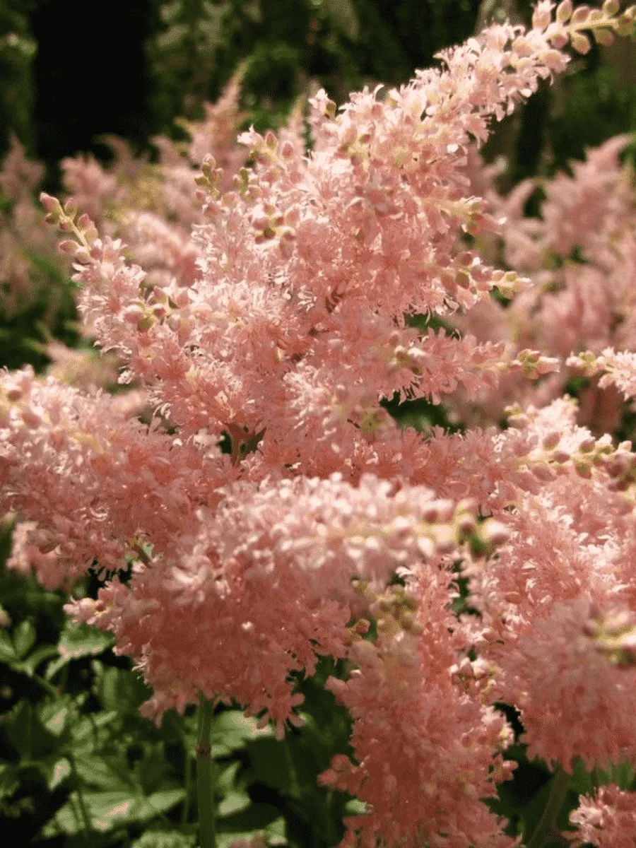 Астильба японская Peach Blossom