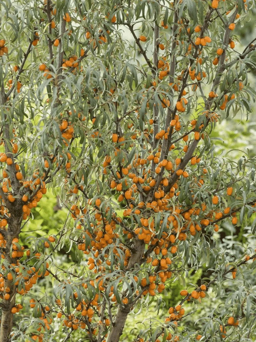 Облепиха крушиновидная Fresdorfer Orange