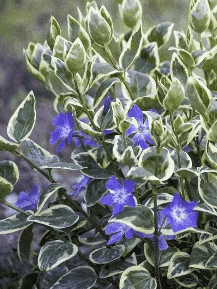 Барвинок малый Variegata