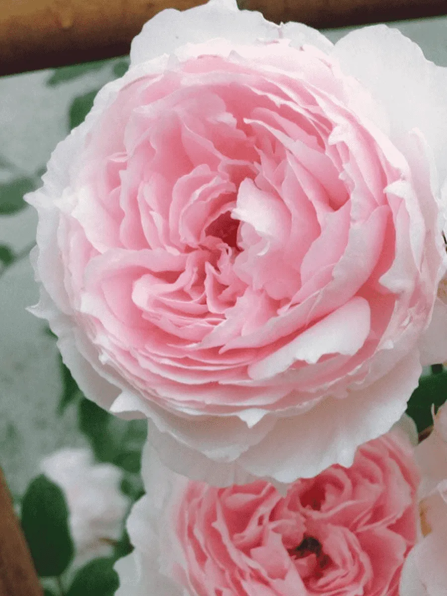 Роза Английская кустовая The Wedgwood Rose