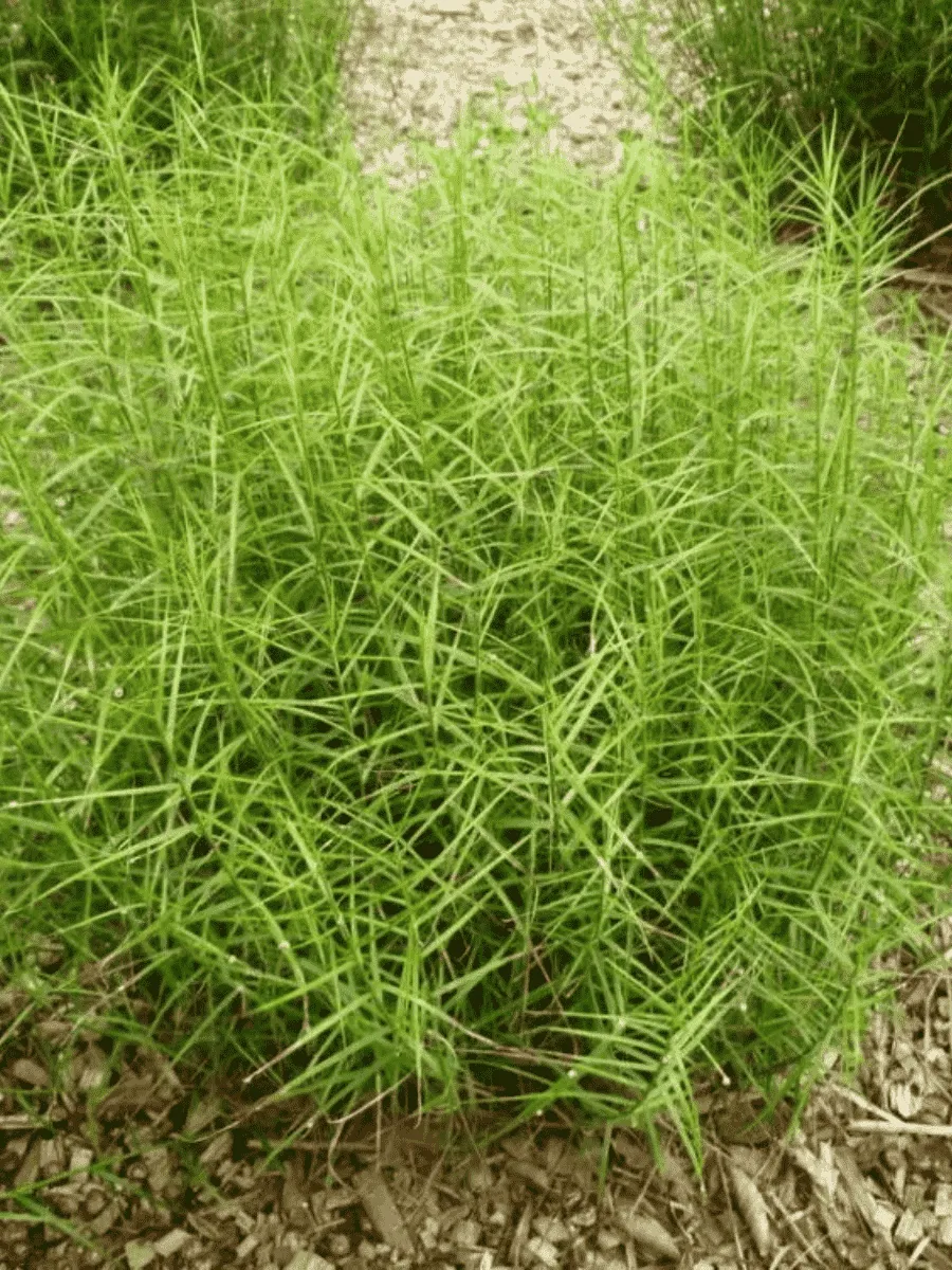 Осока пальмолистная Little Midge