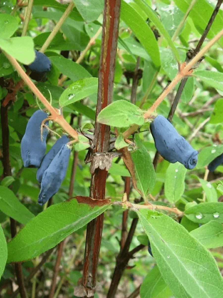 Жимолость плодовая Соловей