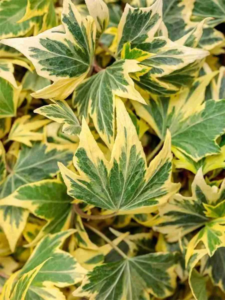 Плющ обыкновенный Yellow Ripple