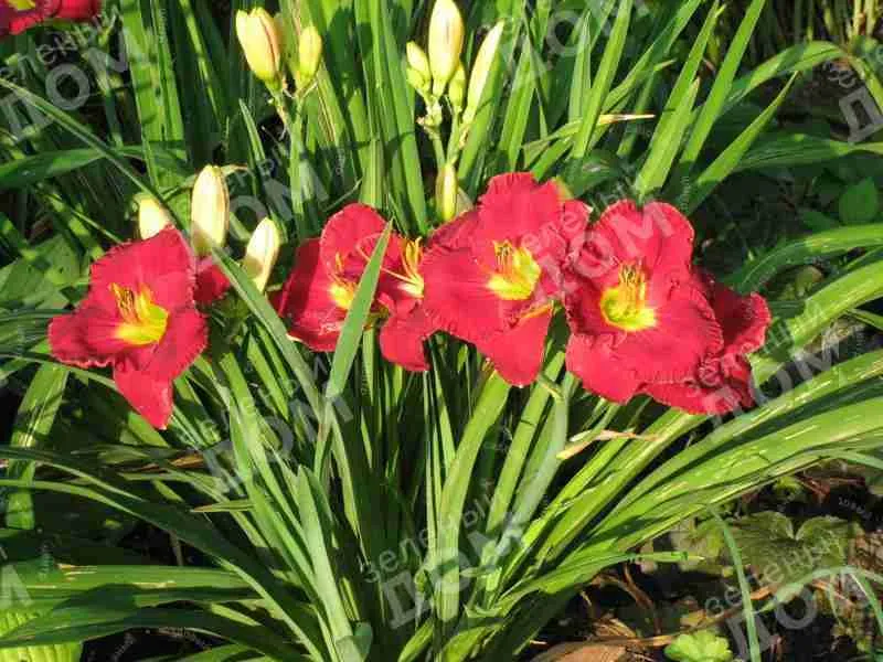 Лилейник Siloam Paul Watts