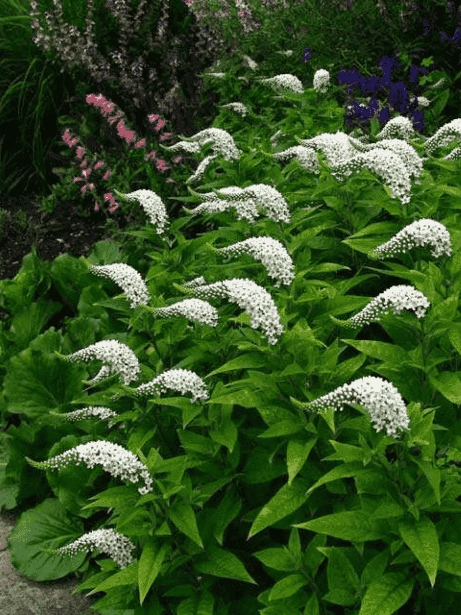 Вербейник ландышевый