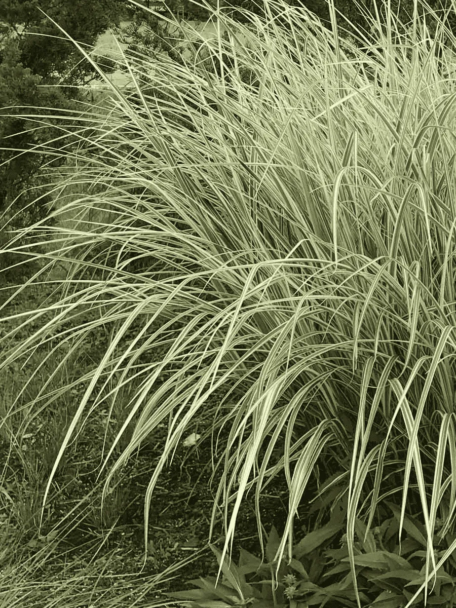 Мискантус китайский Variegatus 