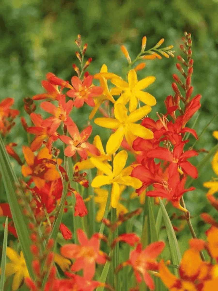 Крокосмия Mixed