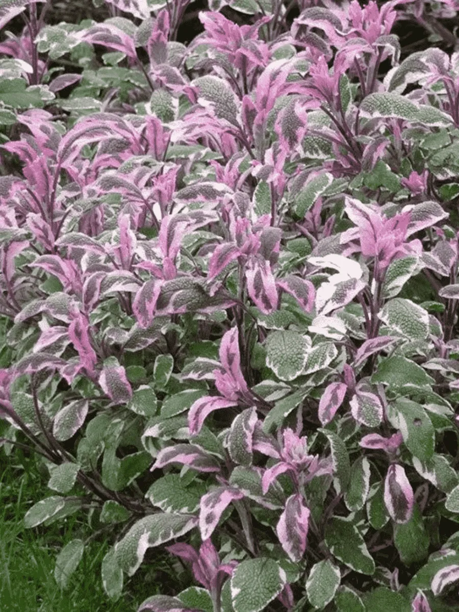 Шалфей лекарственный Hexenmantel  Tricolor