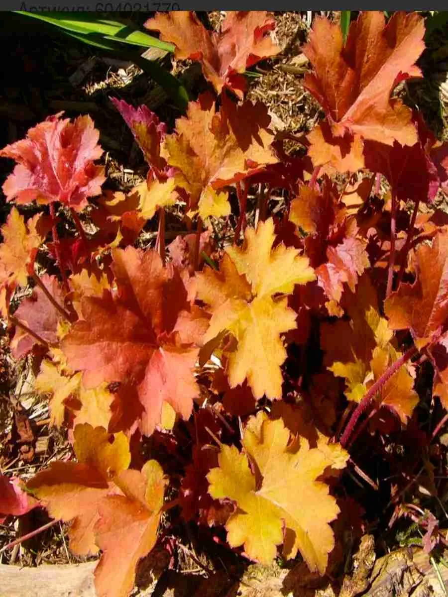 Гейхера Creme Brulee