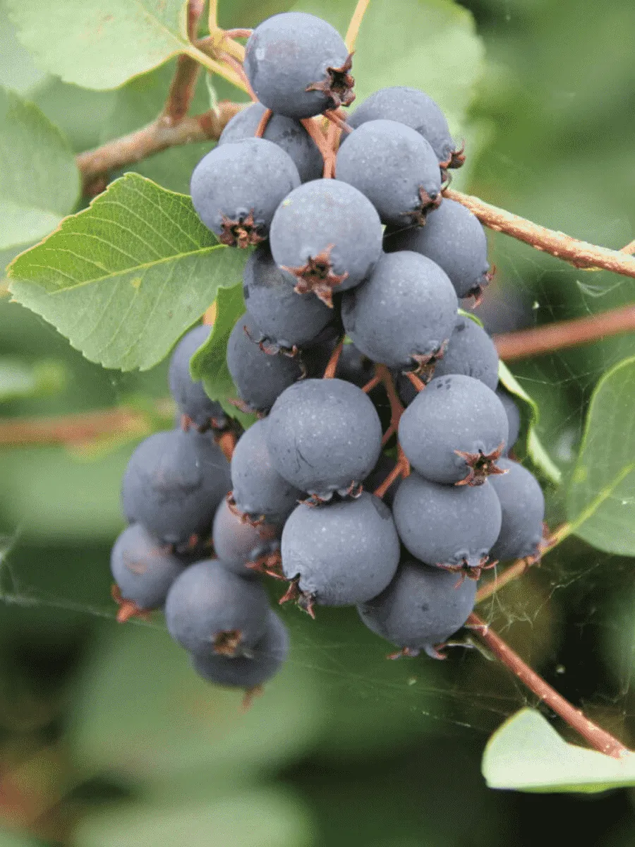 Ирга канадская Amela