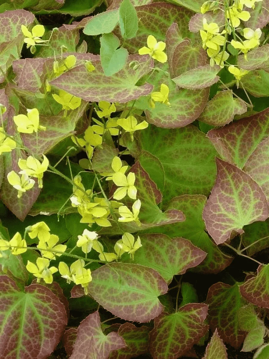 Горянка перальчиковая Frohnleiten