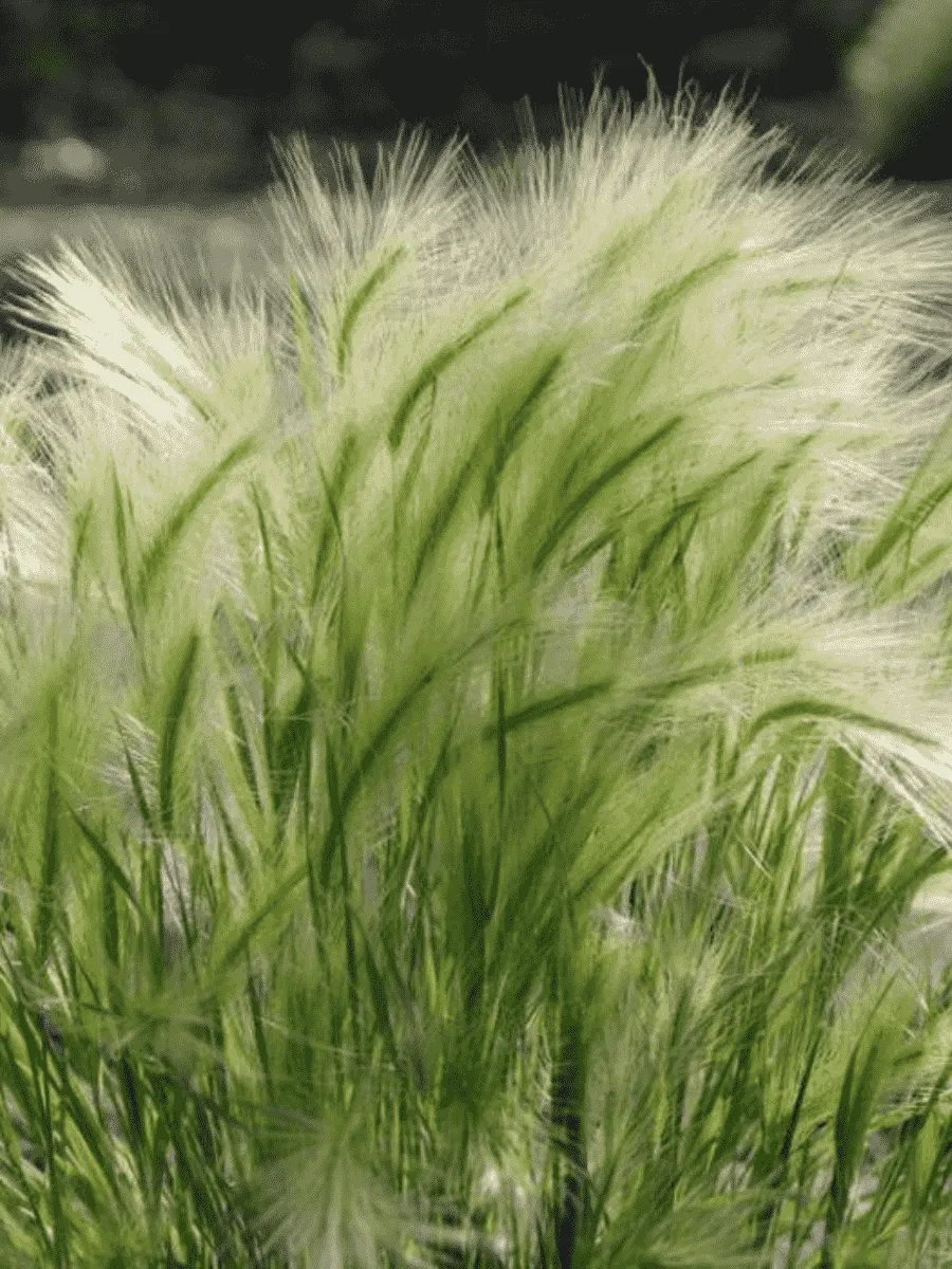 Ячмень гривастый