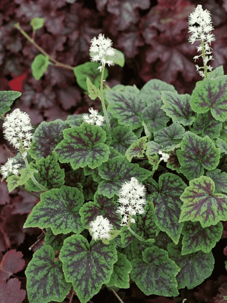 Тиарелла Аppalachian trail