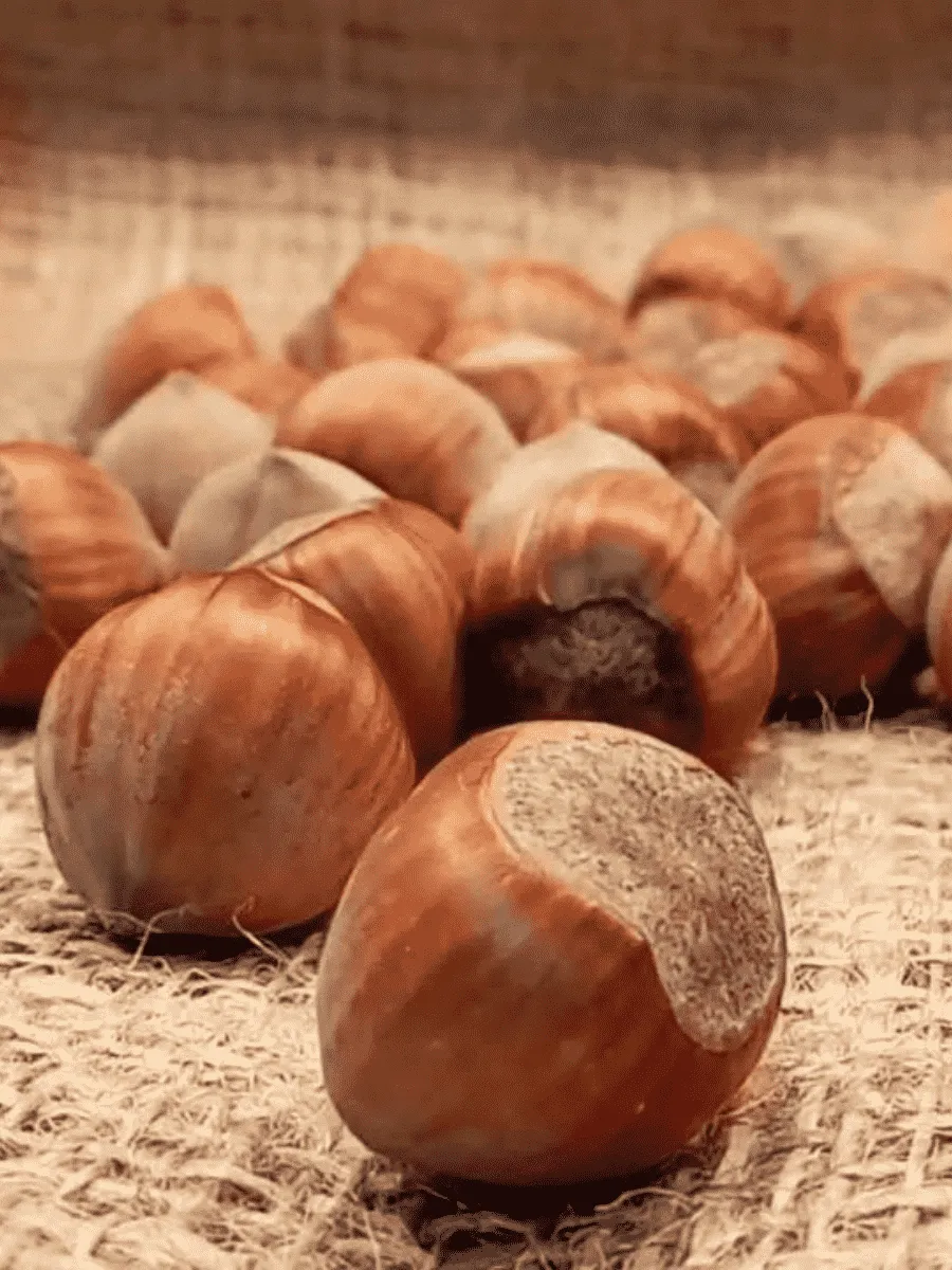 Фундук Katalonski