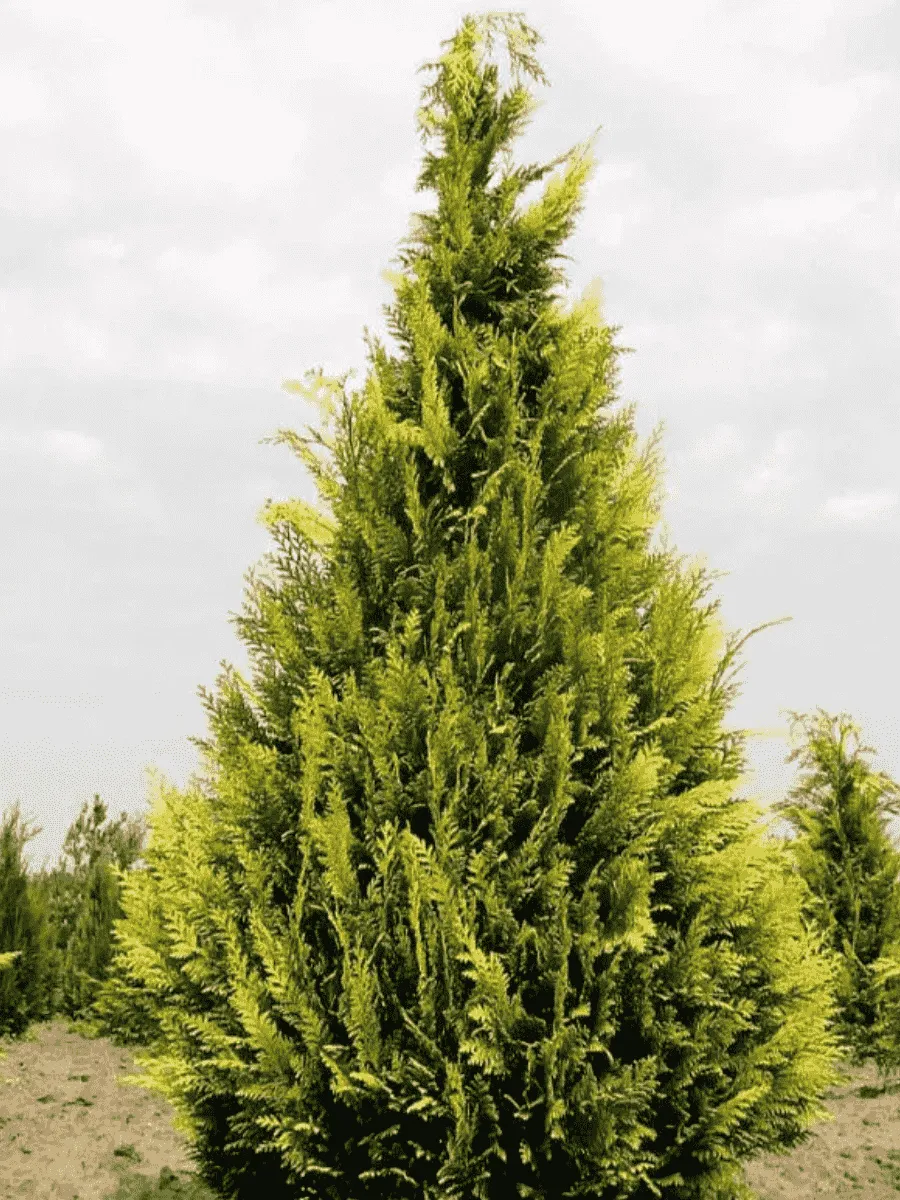 Кипарисовик Лавсона Stewartii