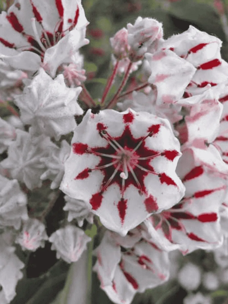 Кальмия широколистная Bumblebee*