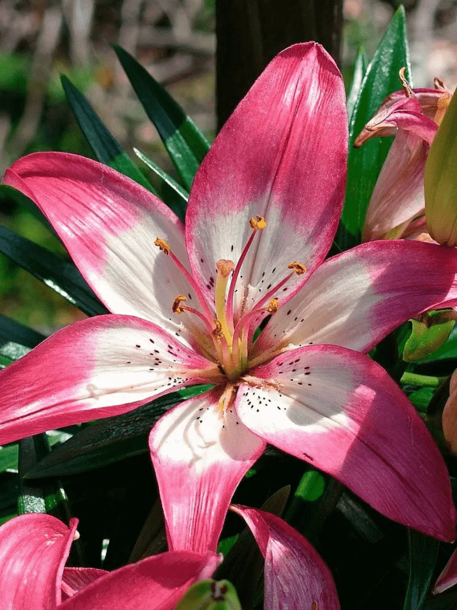 Лилия Trendy Dakota