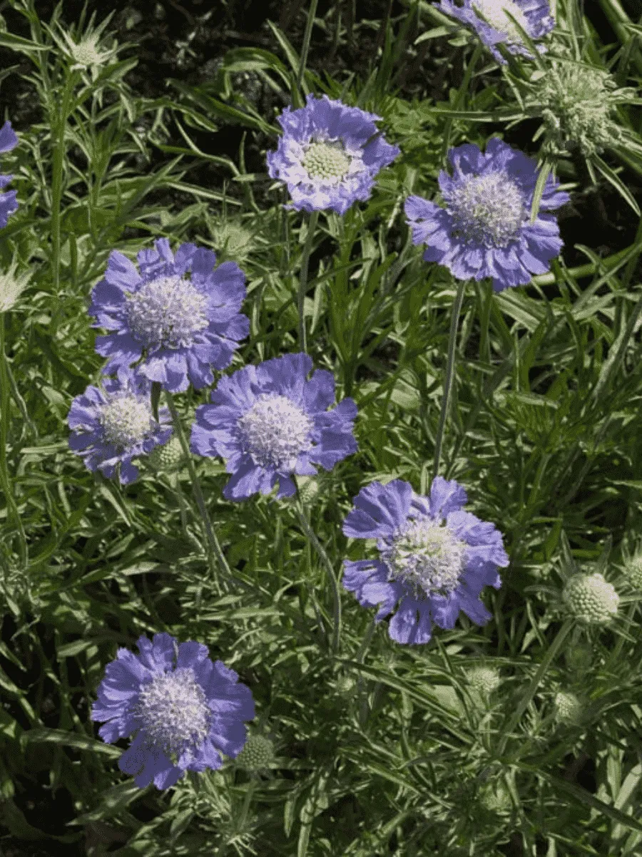 Скабиоза  кавказская Perfecta Blue