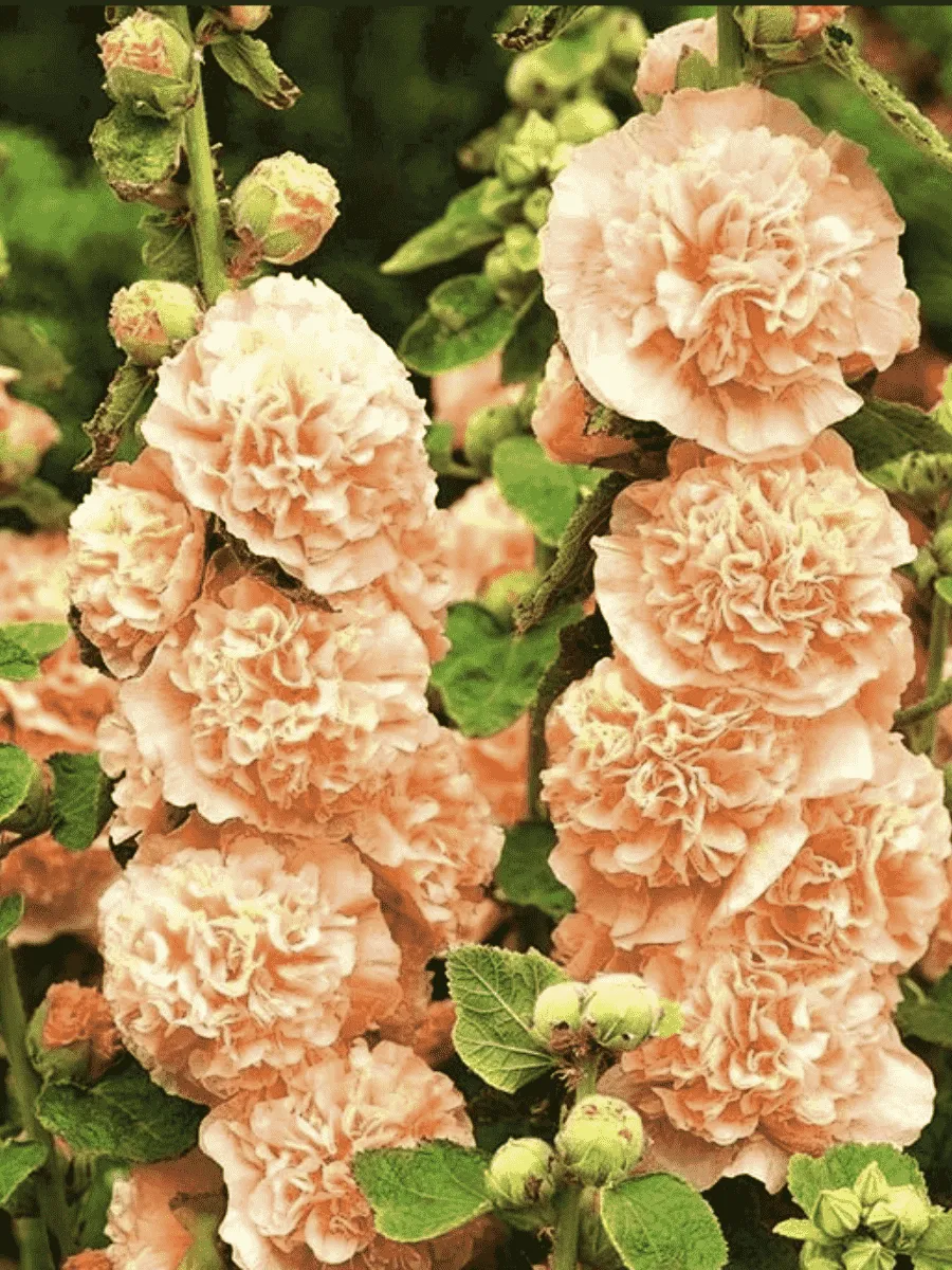 Мальва розовая Chater's Double Salmon Pink