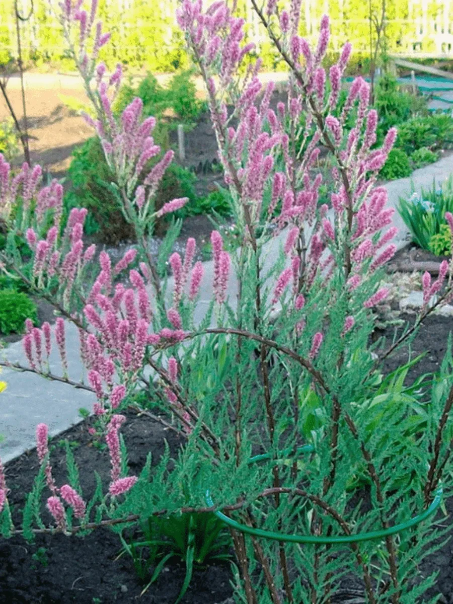 Мирикария  лисохвостная