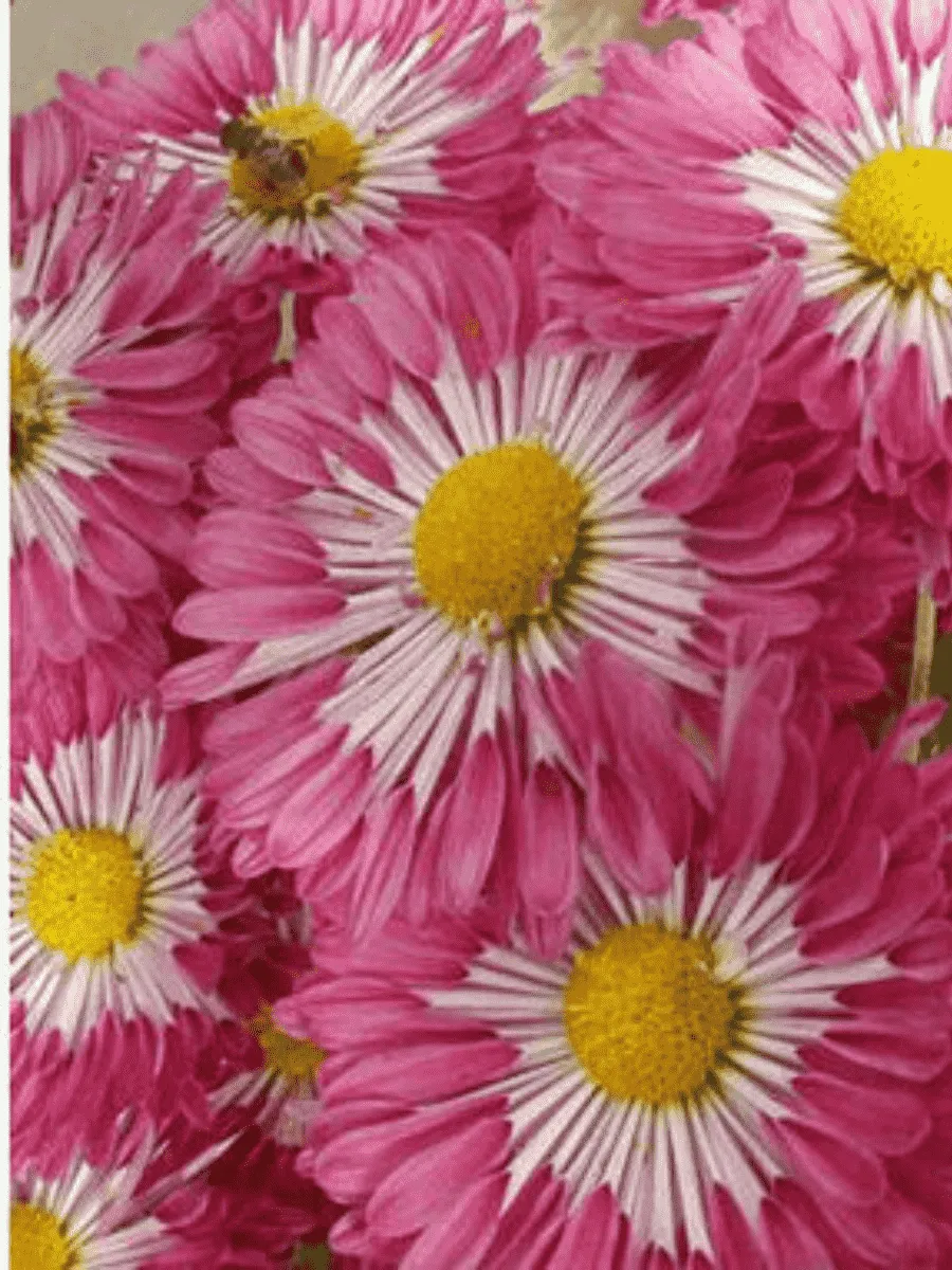 Хризантема корейская Вышиванка