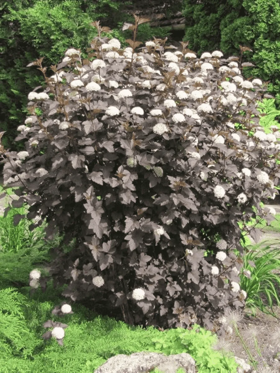 Пузыреплодник калинолистный Diabolo