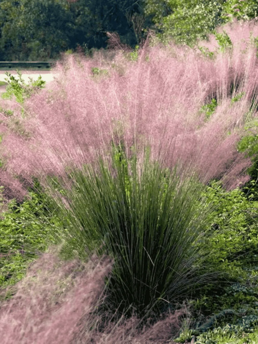 Мюленбекия волосовидная