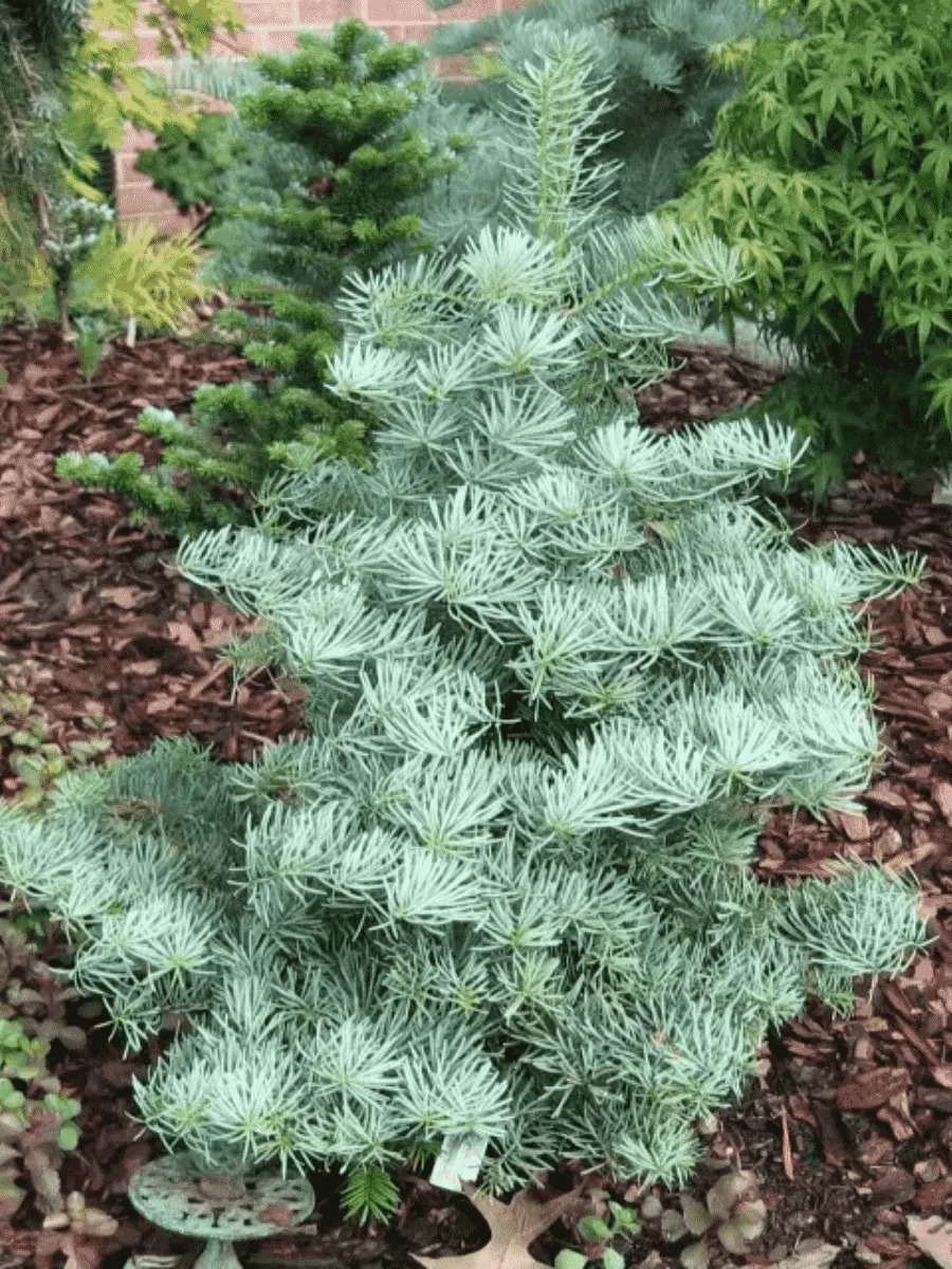 Пихта одноцветная Argentea