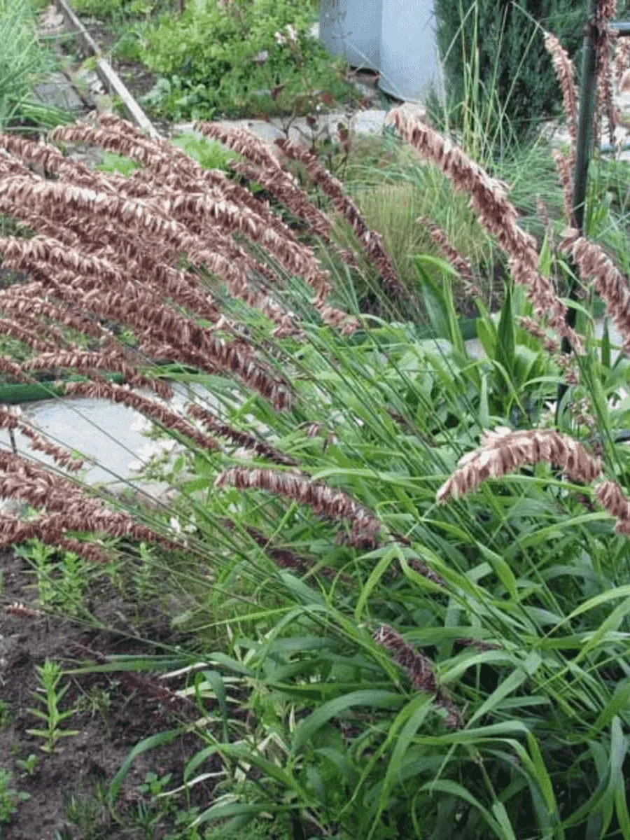 Перловник высокий Atropurpurea