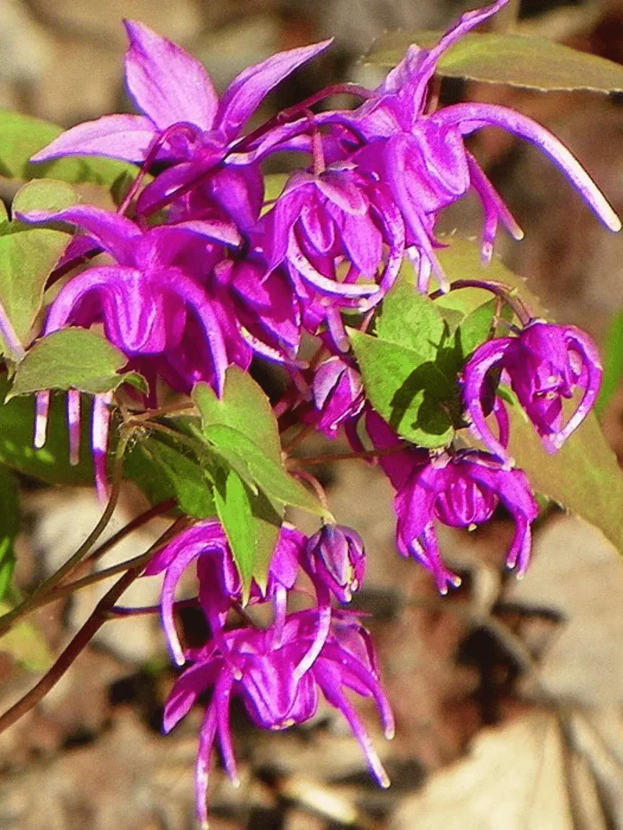 Горянка крупноцветковая Red Beauty