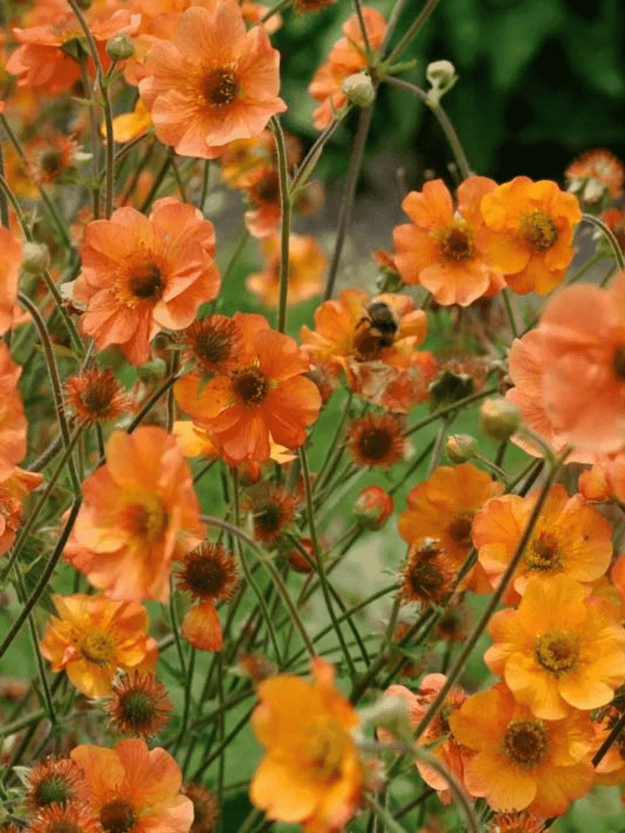 Гравилат чилийский Totally Tangerine