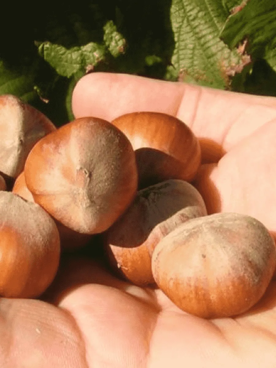 Фундук Barcelona