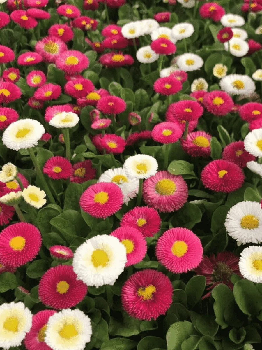 Маргаритка