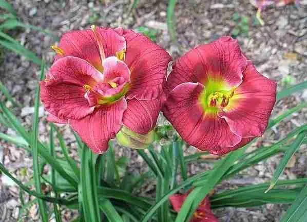 Лилейник Siloam Grase Stamile