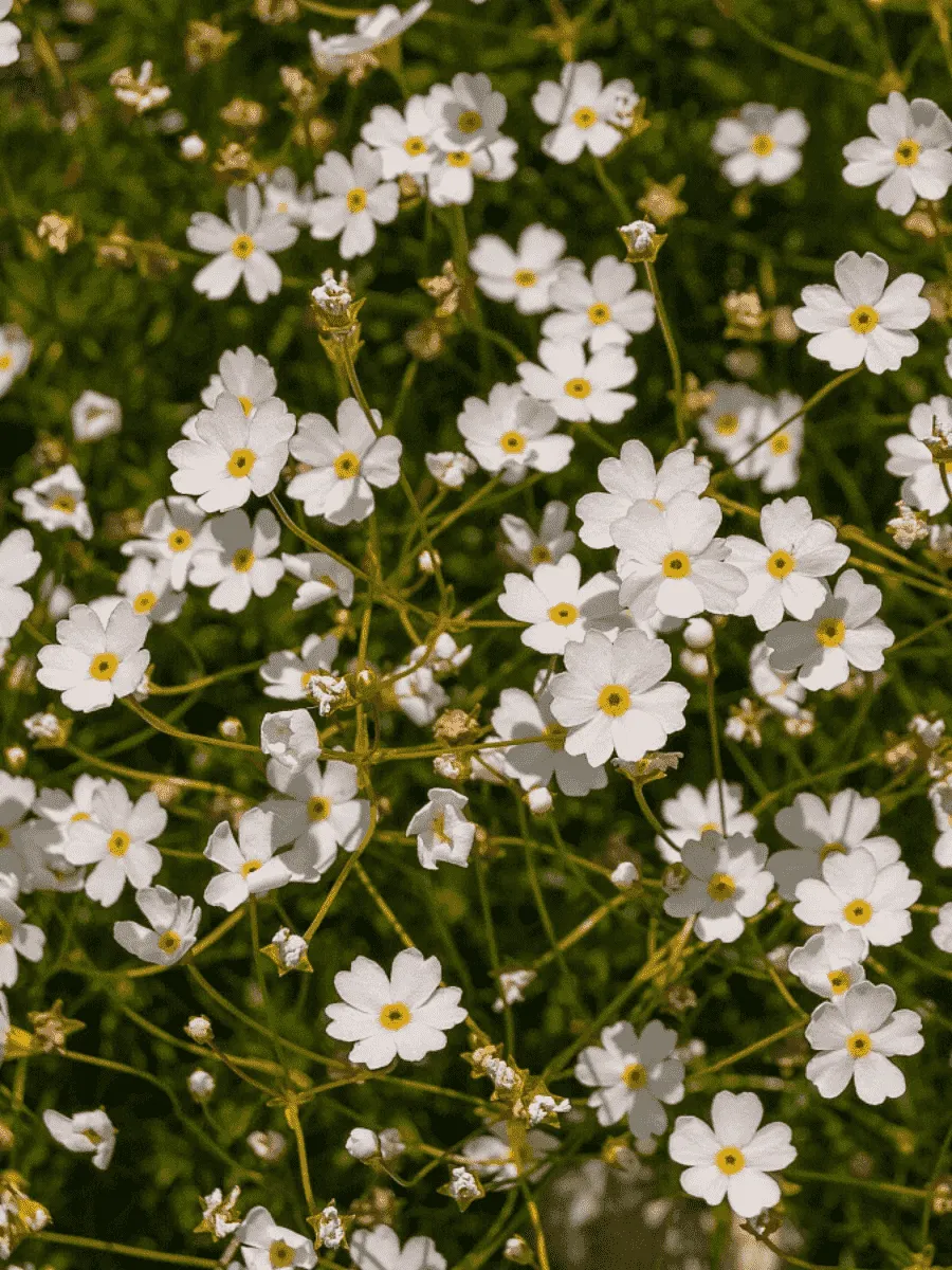 Проломник северный Stardust