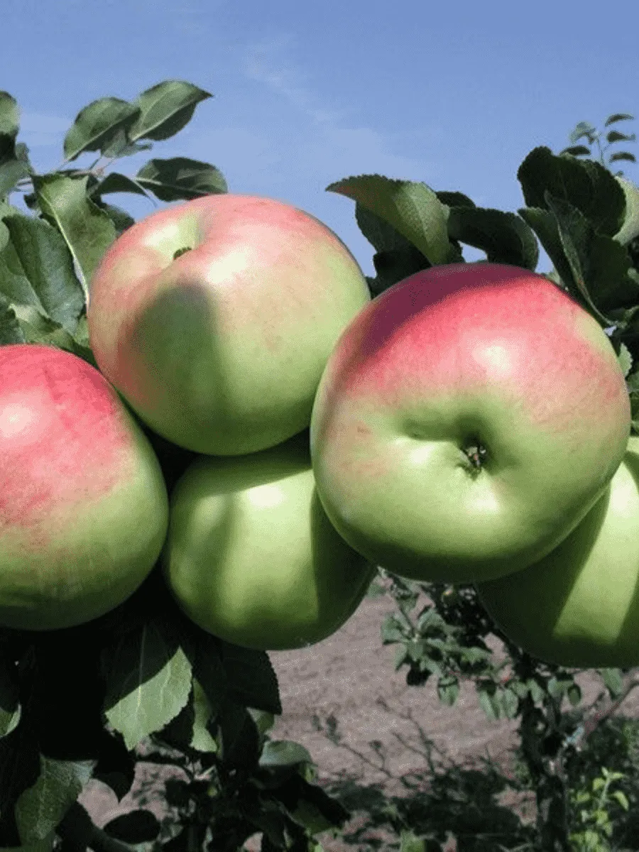 Яблоня Успенское