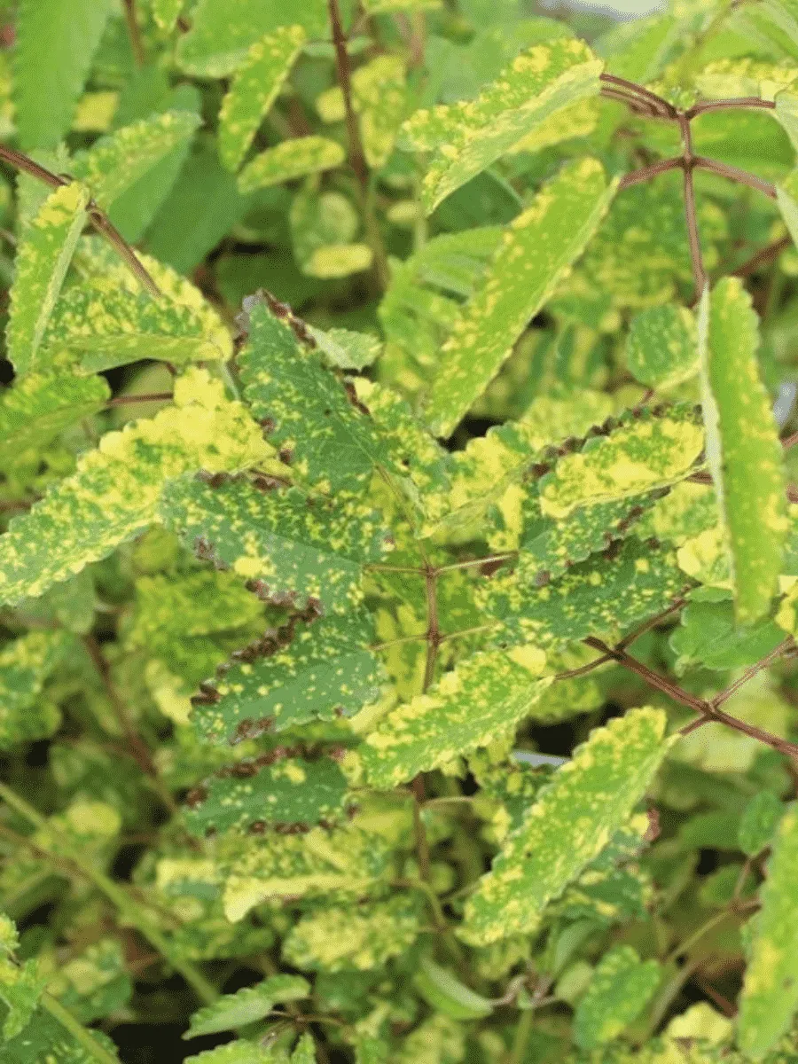 Кровохлебка Lemon Splash