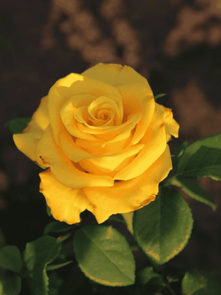 Роза чайно-гибридная Kerio