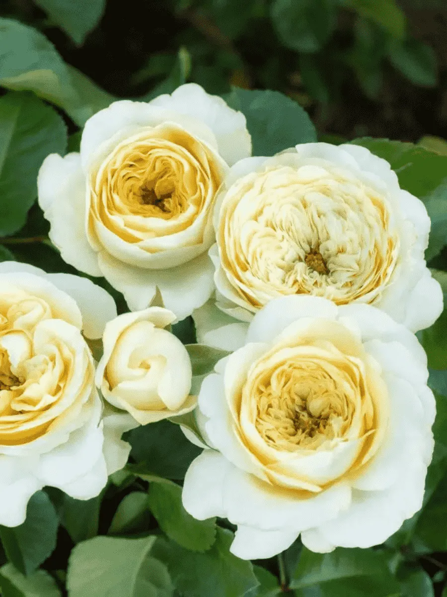 Роза флорибунда Hyde Park