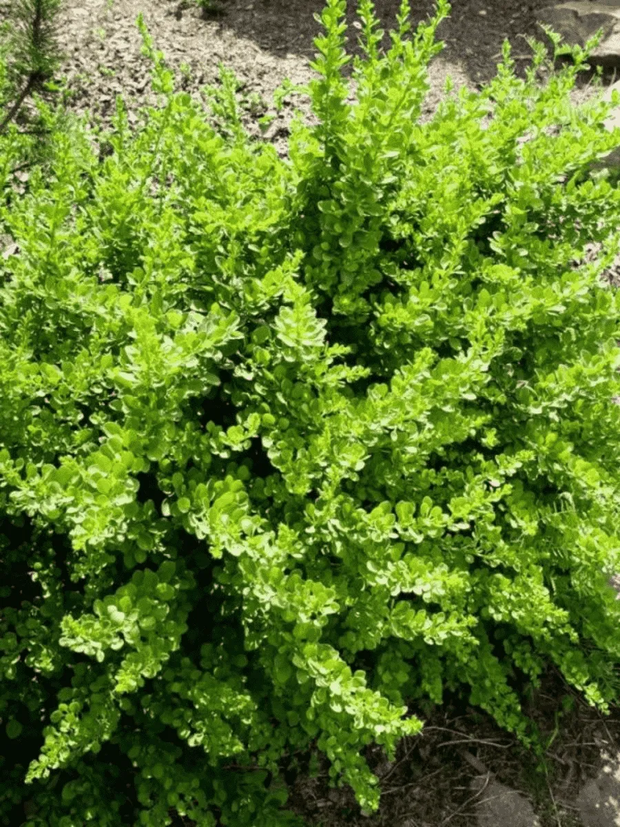 Барбарис Тунберга Green Carpet