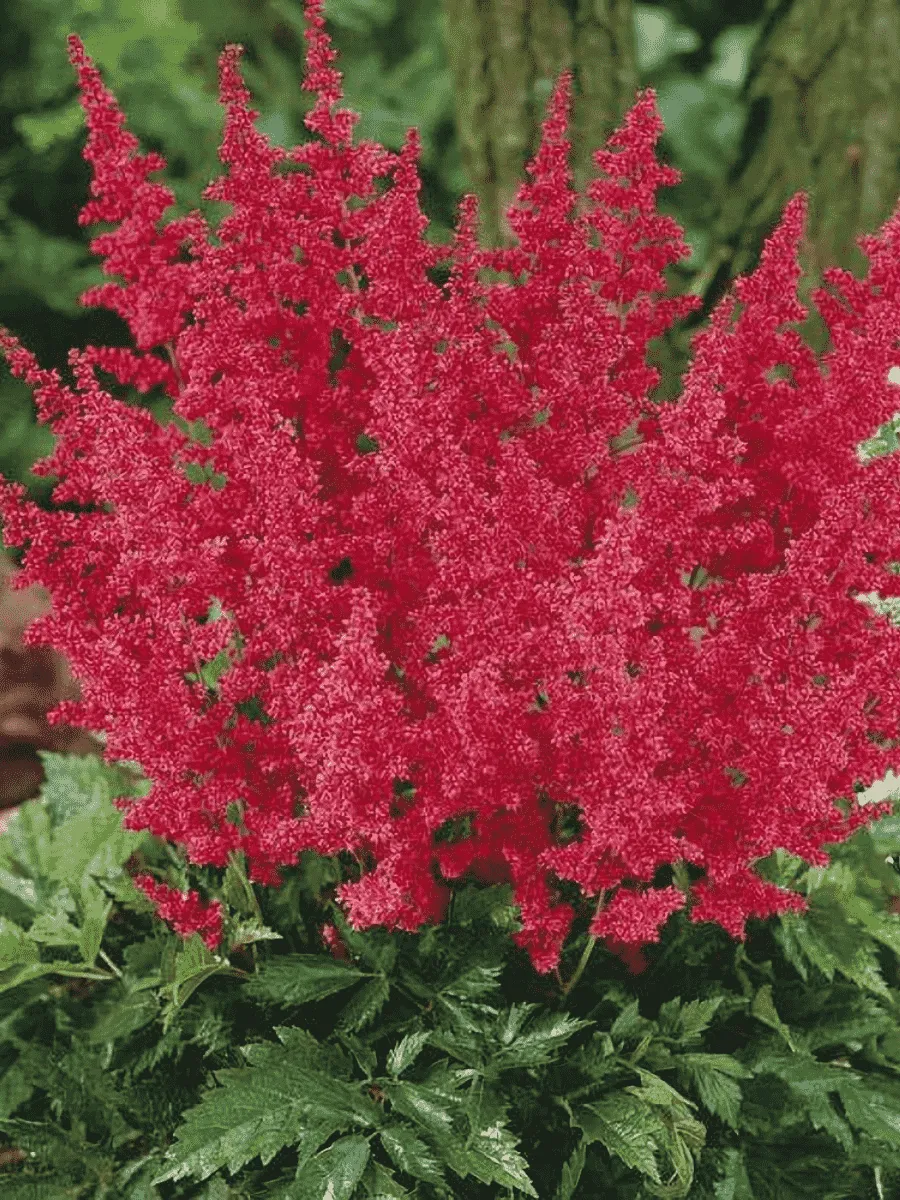 Астильба японская Montgomery