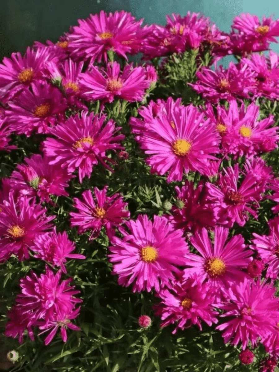 Астра кустарниковая Jenny